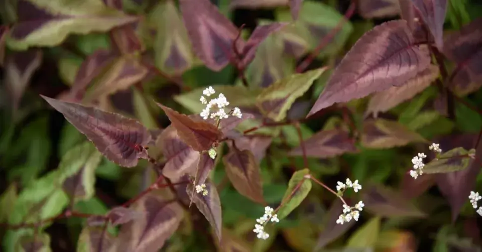Persicaria microcephala