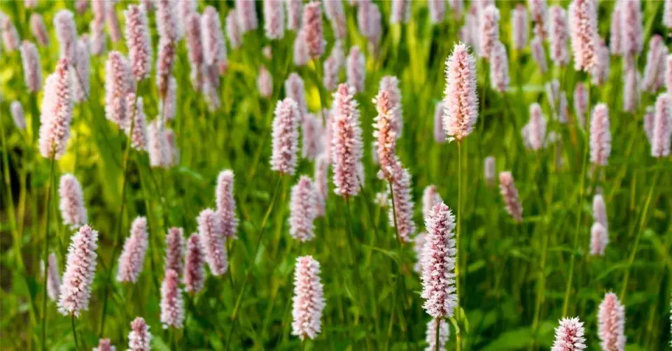 Rdesno hadí kořen (Persicaria bistorta)
