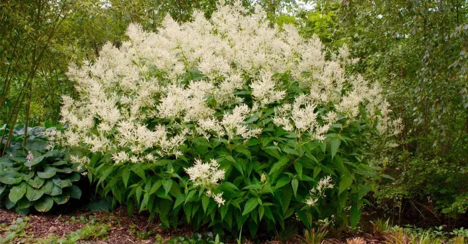 Persicaria polymorphum