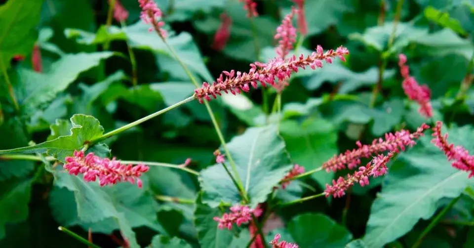 Rdesno objímavé (Persicaria amplexicaulis)