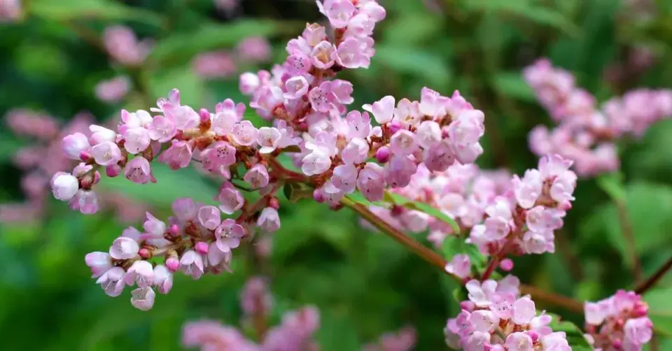 Persicaria campanulata