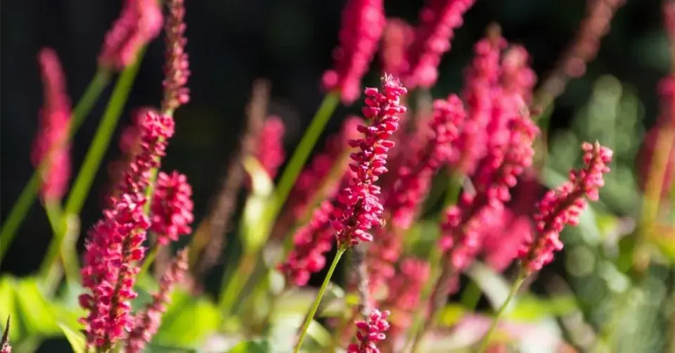 Rdesno objímavé (Persicaria amplexicaulis) 'Firetail'