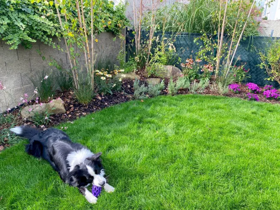 Pes na trávníku a trvalkový záhon