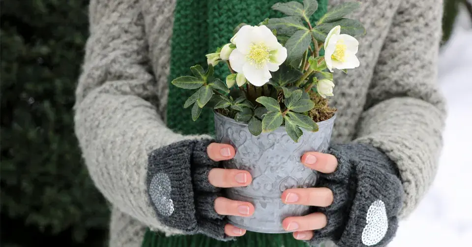 Čemeřice černá (Helleborus niger) v nádobě