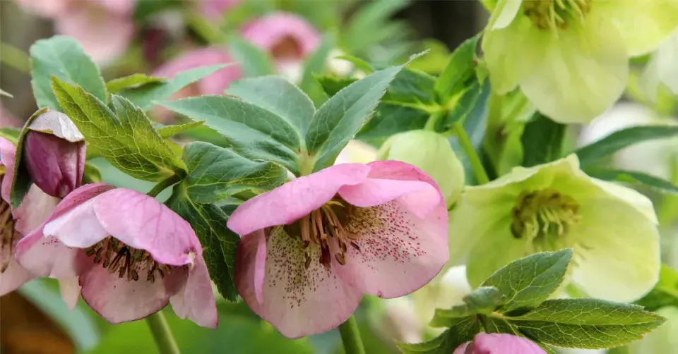 Čemeřice černá (Helleborus niger)