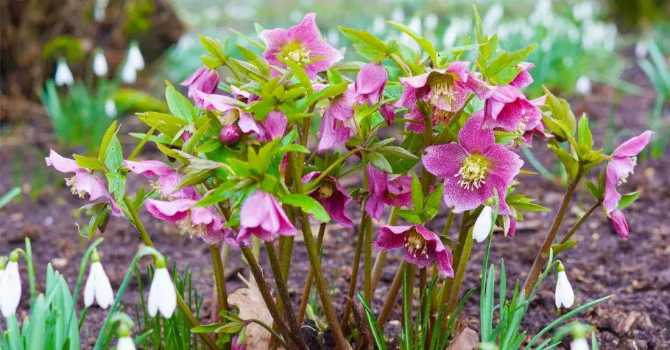 Čemeřice černá (Helleborus niger)