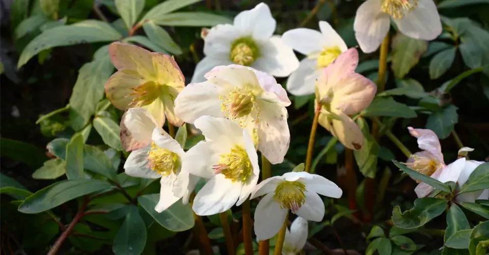 Čemeřice černá (Helleborus niger)