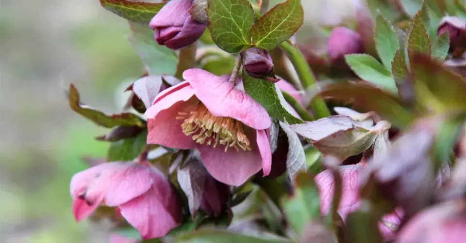 Čemeřice černá (Helleborus niger)