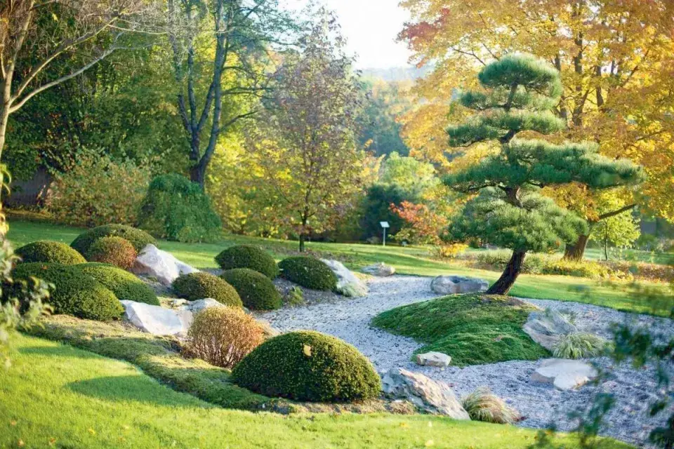 Borovice Thunbergova