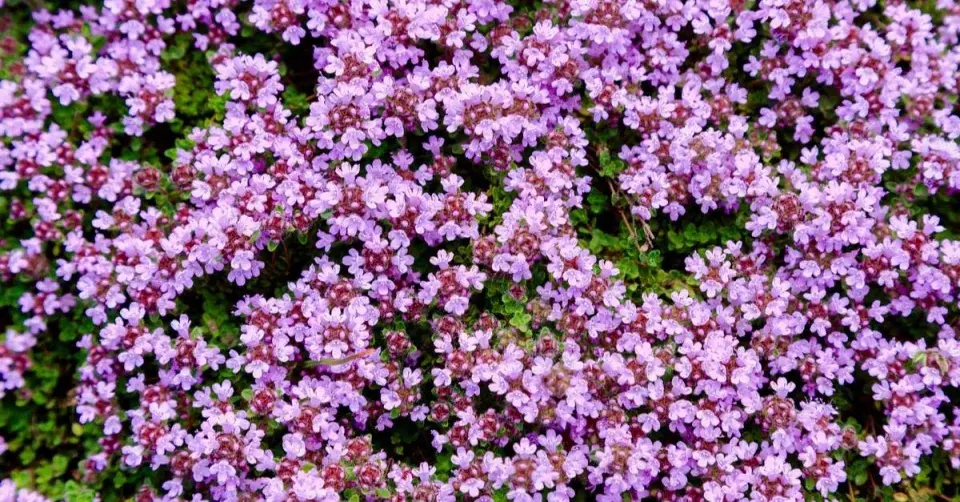 Mateřídouška úzkolistá (Thymus serpyllum) 