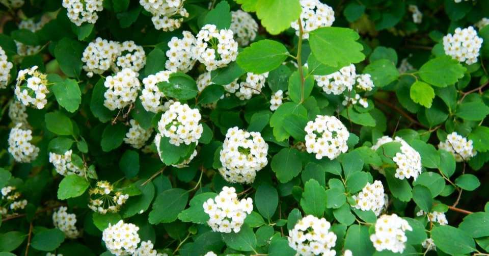 Tavolník břízolistý (Spiraea betulifolia) 'Tor' 