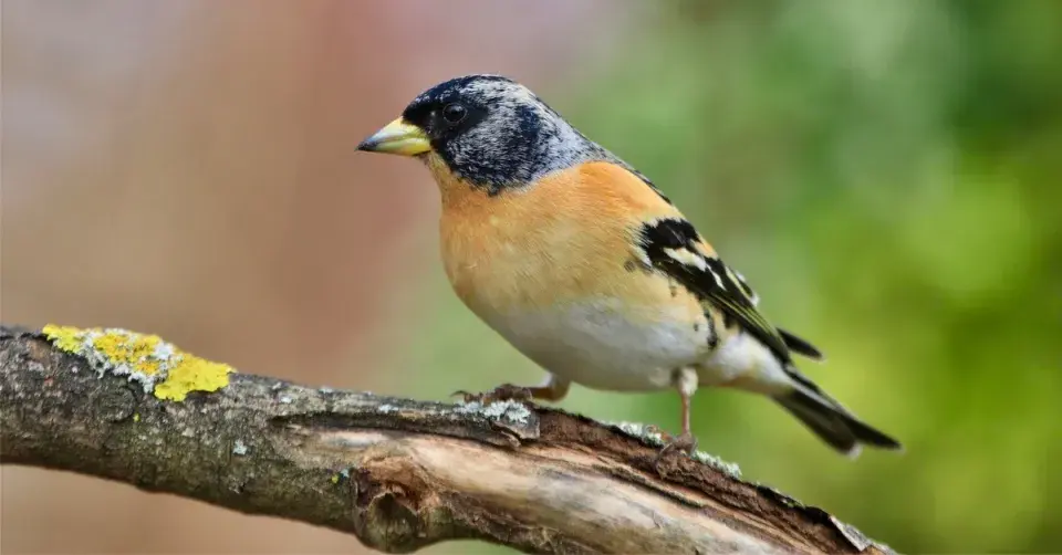 Pěnkava jikavec (Fringilla montifringilla)