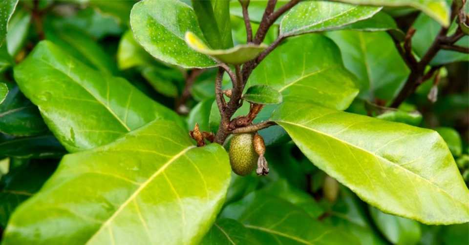 Hlošina Ebbingeova (Elaeagnus x ebbingei)