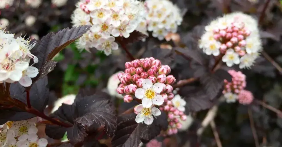 Tavola kalinolistá (Physocarpus opulifolius)