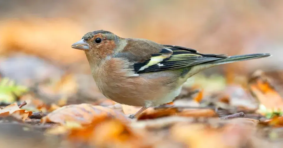 Pěnkava obecná (Fringilla coelebs)