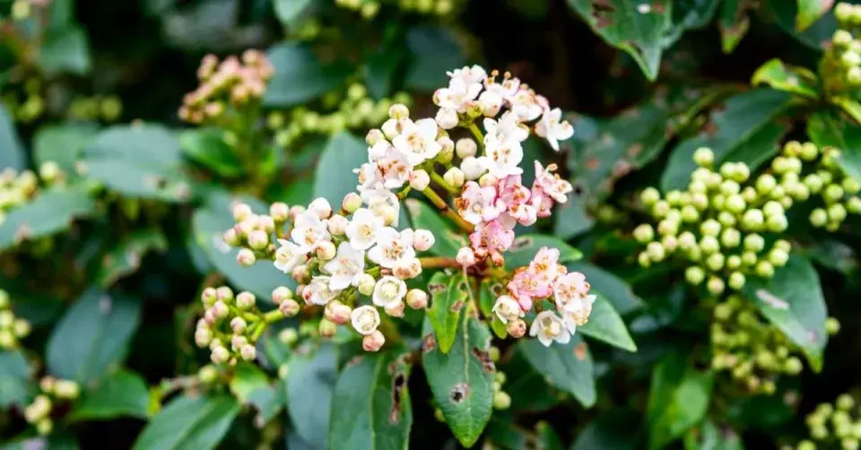 Kalina modroplodá (Viburnum tinus) 'Gwenllian' 