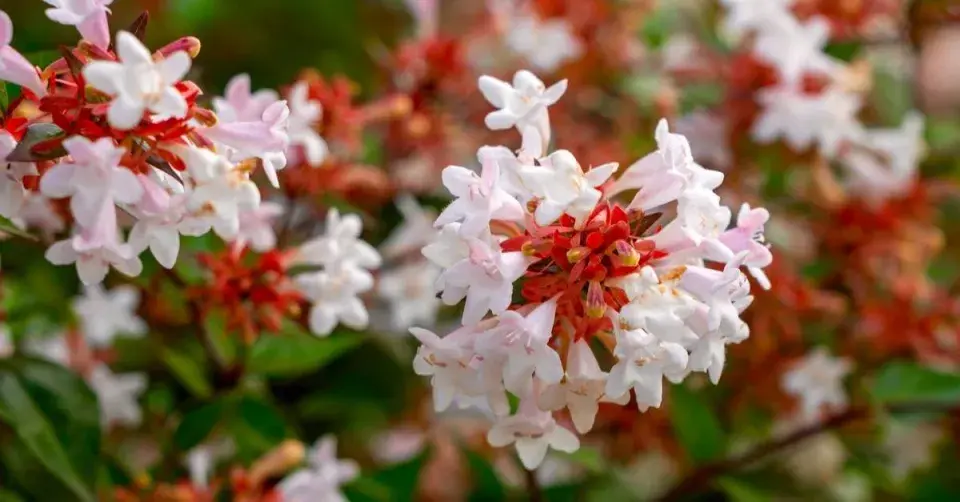 Abélie velkokvětá (Abelia x grandiflora)