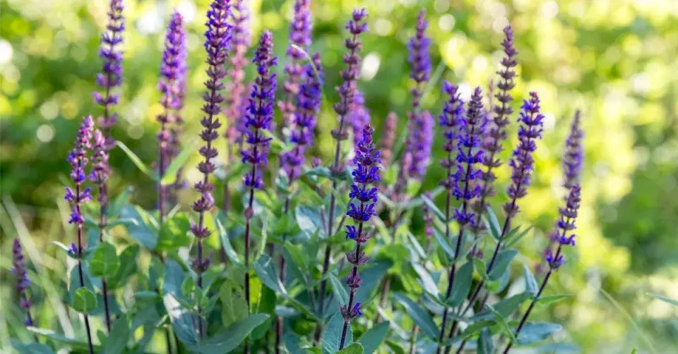Šalvěj hajní (Salvia nemorosa) 'Caradonna' 