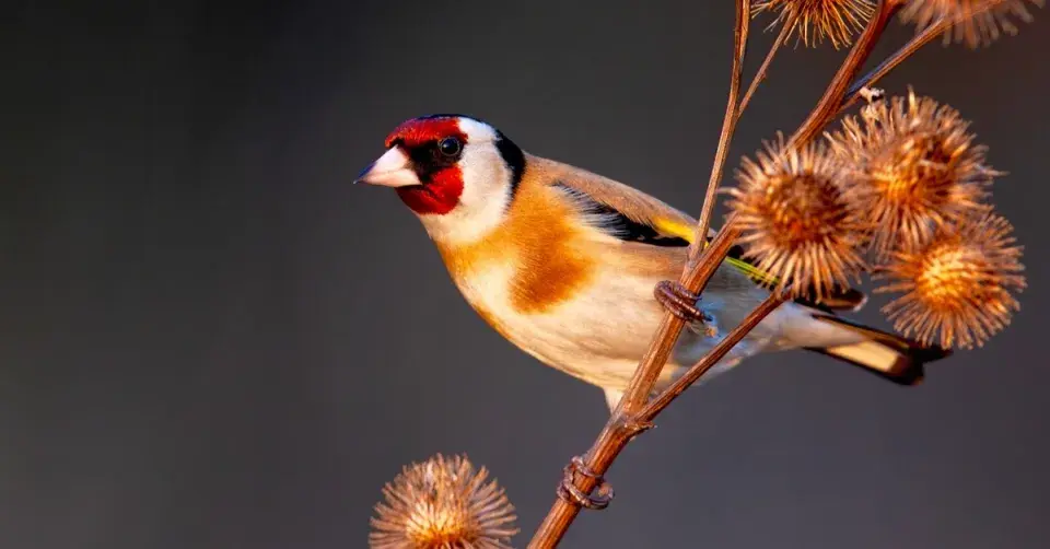 Stehlík obecný (Carduelis carduelis)