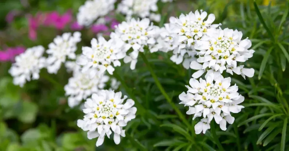 Iberka neboli štěničník (Iberis)