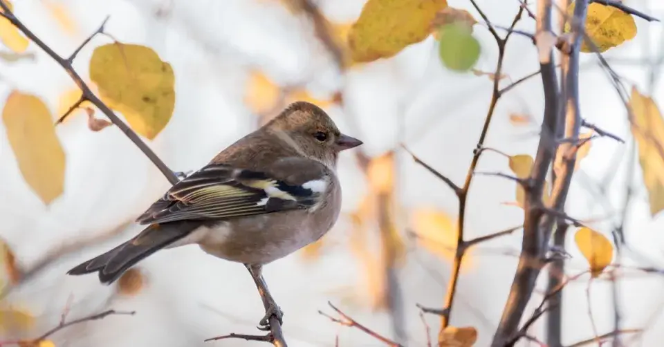 Pěnkava obecná (Fringilla coelebs)