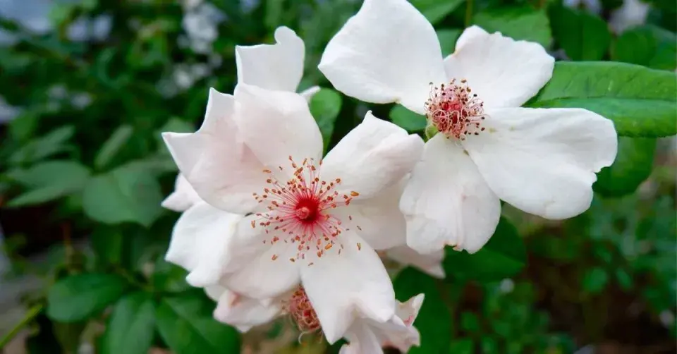 Růže (Rosa) 'Sweet Pretty'