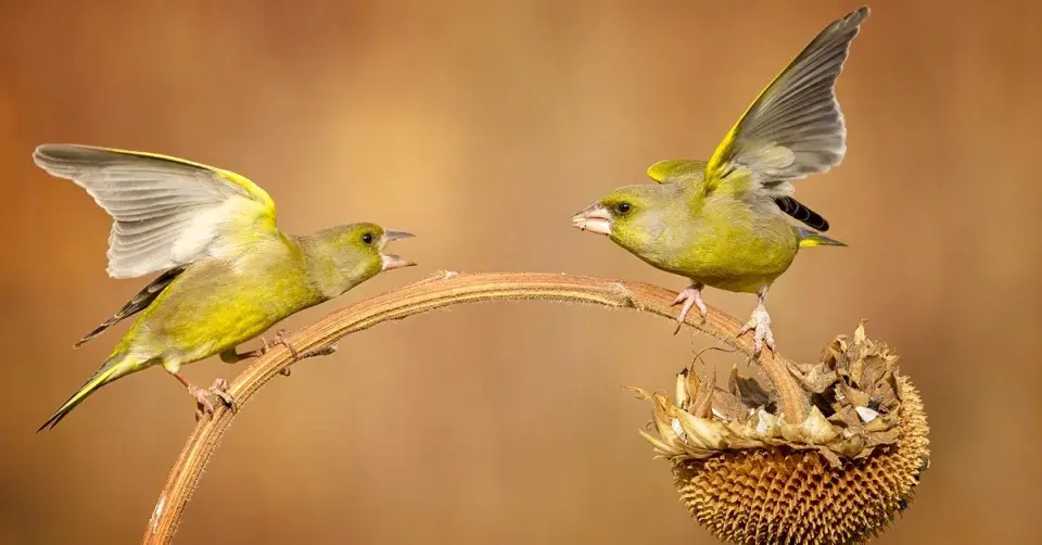 Zvonek zelený (Carduelis chloris)