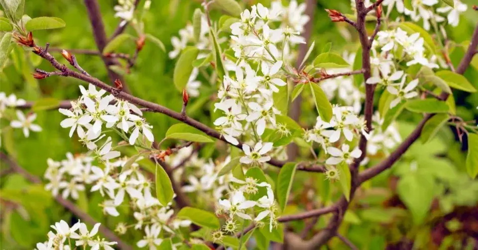 Muchovník kanadský (Amelanchier canadensis)