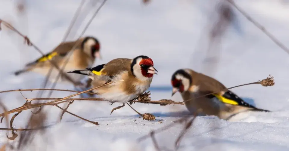 Stehlík obecný (Carduelis carduelis)