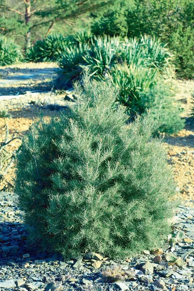 Borovice jednolistá