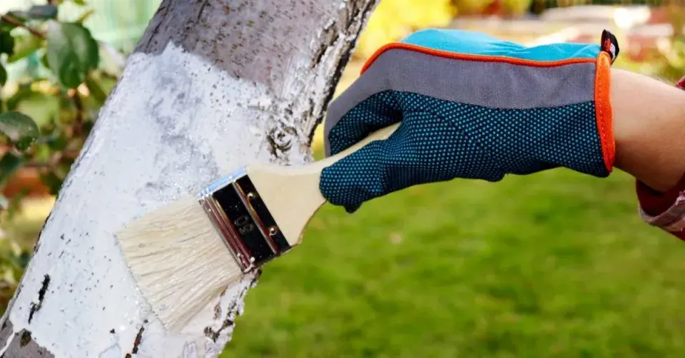 Bílení kmenů vápenným mlékem