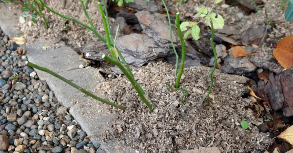 Růže zahrnuté na zimu pilinami