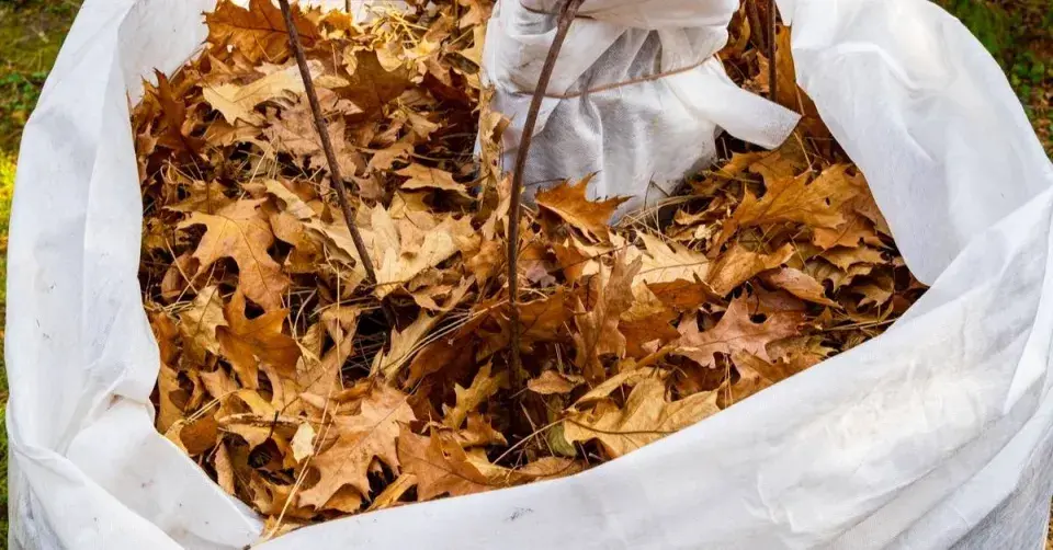 Zimní ochrana rostlin pomocí suchého listí