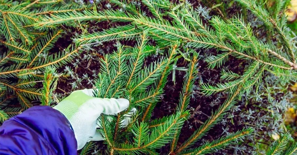 Levandule zakrytá chvojím