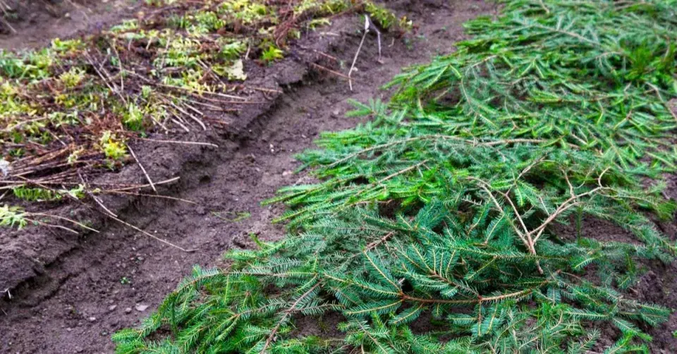 Záhon zakrytý chvojím