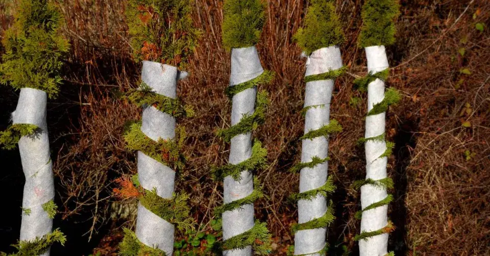 Ochrana dřevin před těžkým sněhem