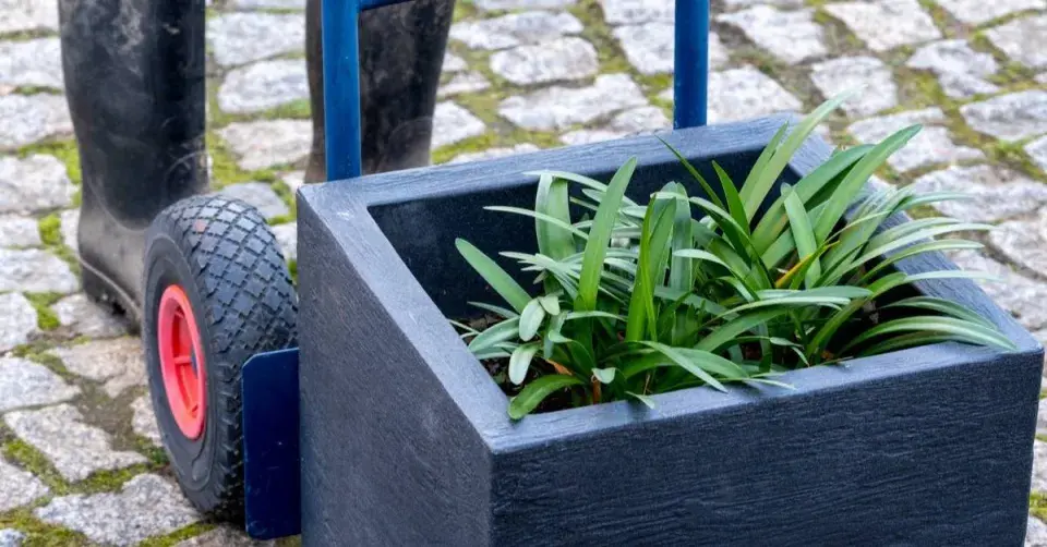 Přesun přenosných rostlin do tepla