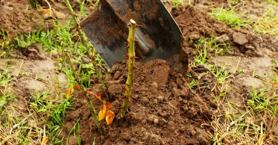 Zimní ochrana růže přihrnutím půdy