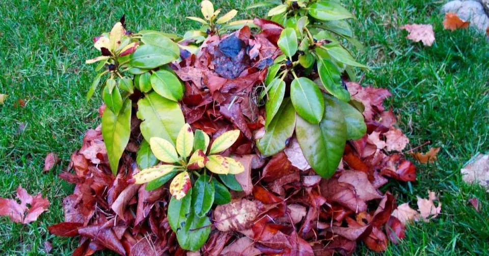 Rododendron zasypaný na zimu listím