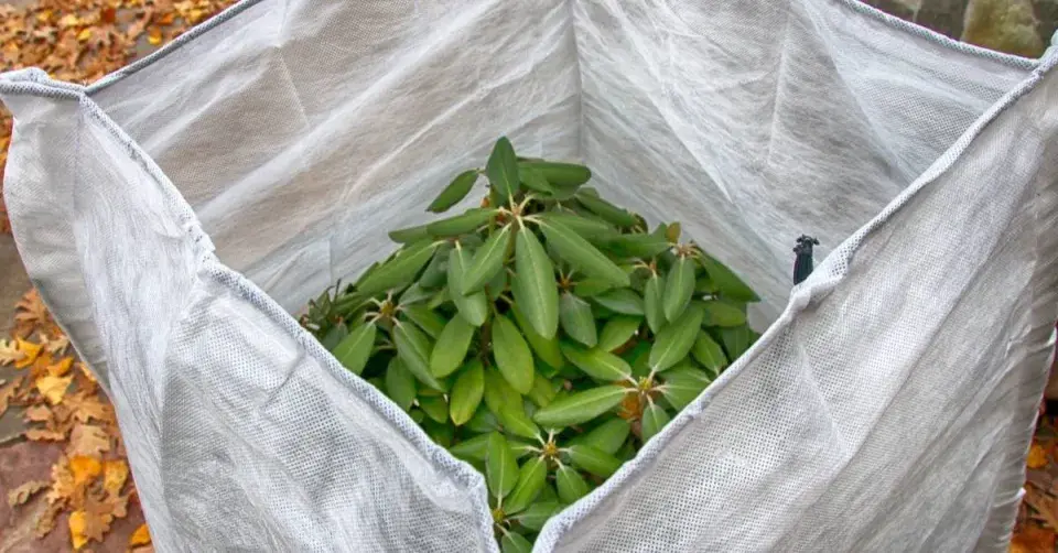 Rododendron chráněný na zimu stojanem s netkanou textilií