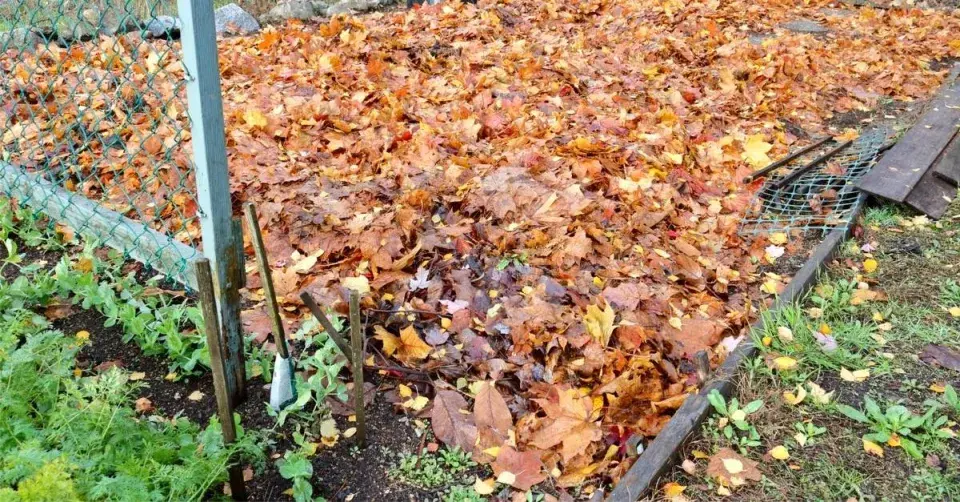 Záhon zasypaný listím