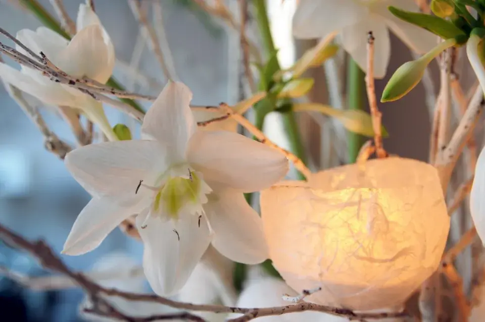 Bílé květy líbenky