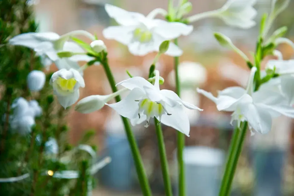 Bílé květy líbenky