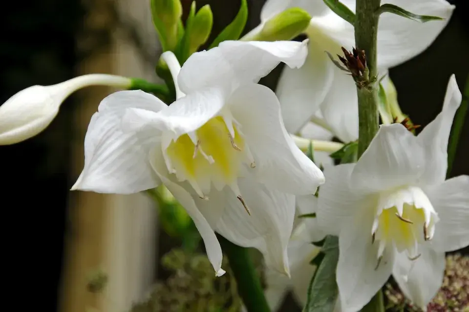 Bílé květy líbenky