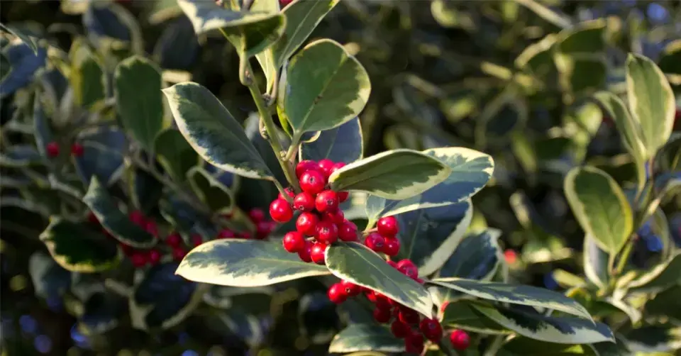 Cesmína altaklarenská (Ilex x altaclerensis) ’Golden King’