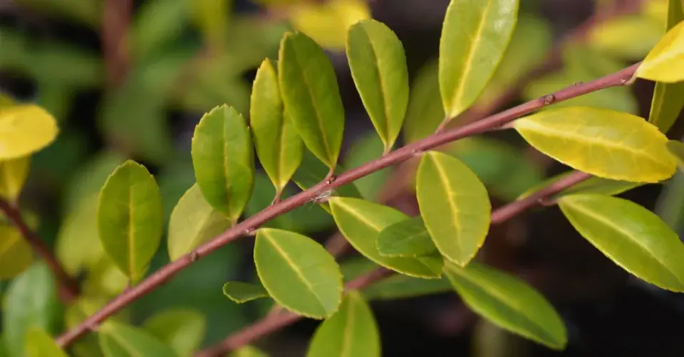 Cesmína vroubkovaná (Ilex crenata) ’Golden Gem’