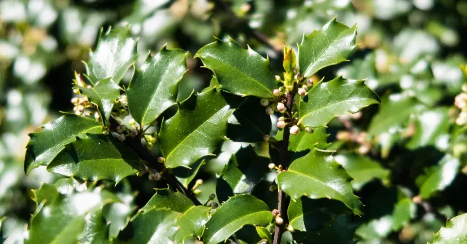 Cesmína modrá (Ilex x meserveae) ’Blue Princess’