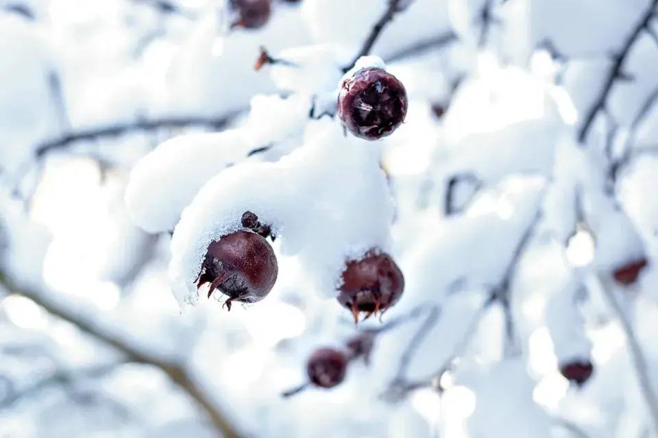 Zasněžené mišpule