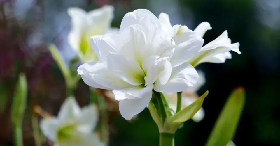Hvězdník (Hippeastrum) ’Alfresco’