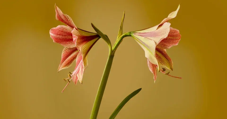 Hvězdník (Hippeastrum) ’Exotic Star’